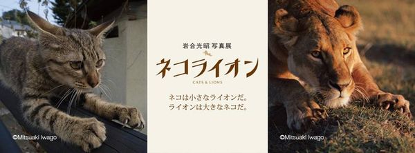 Nekolion